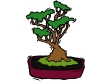 bonsai tree.gif